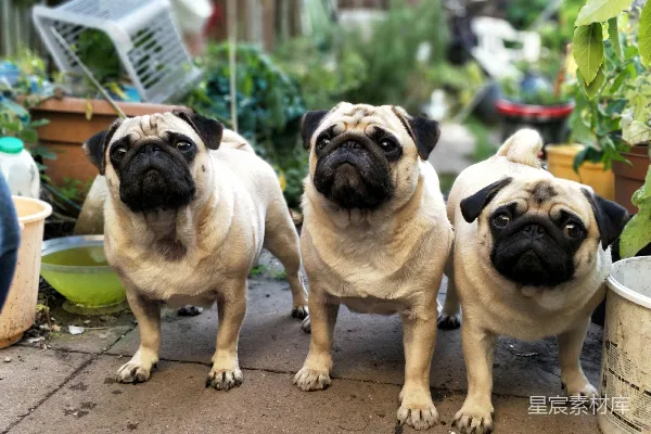 高清摄影 三只小猎犬