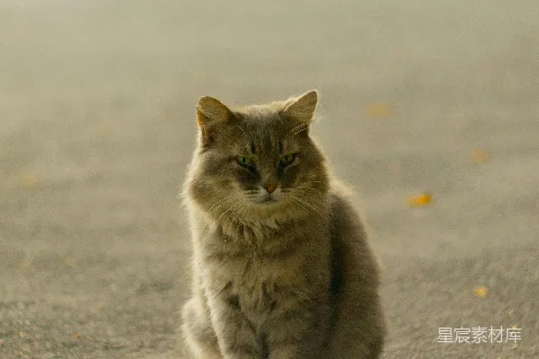 高清摄影 白天，一只灰褐色的猫停在灰色的混凝土路上。