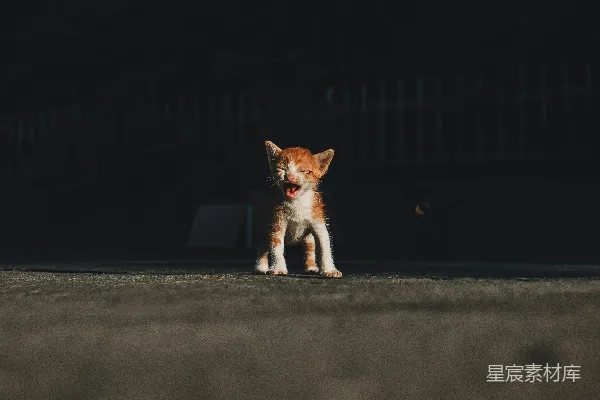 高清摄影 一只猫在道路上行走