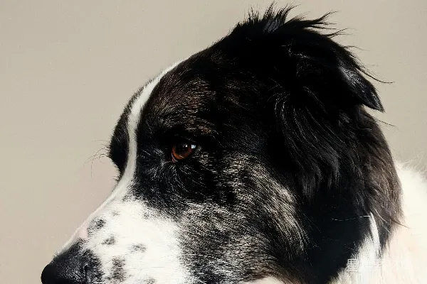 高清摄影 黑白边境牧羊犬
