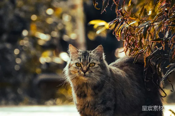 高清摄影 一只猫站在公园里的树下