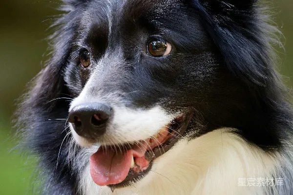 高清摄影 一张黑白相间的边境牧羊犬的特写照片。