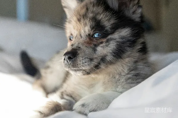 高清摄影 一只小狗趴在床上。