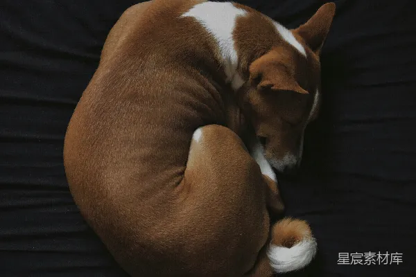 高清摄影 短毛白棕色的狗在黑色布艺座椅上睡觉