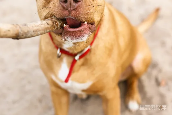 高清摄影 棕白相间的美斗混血幼犬
