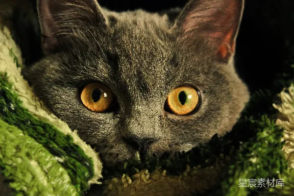 高清摄影 一只灰色的猫，眼睛是黄色的，躺在毯子上。