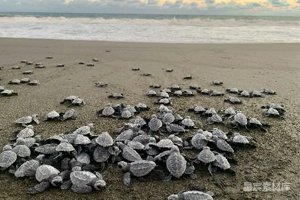 高清摄影 一群小海龟在沙滩上。
