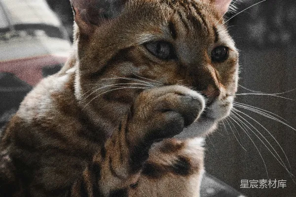 高清摄影 一只棕黑色的猫在白色织物上