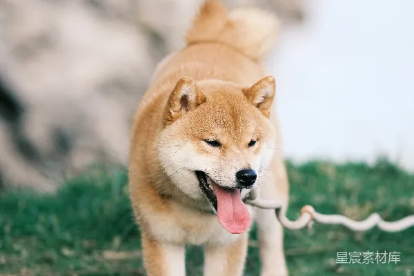 高清摄影 一条狗在草地上拉着缰绳。