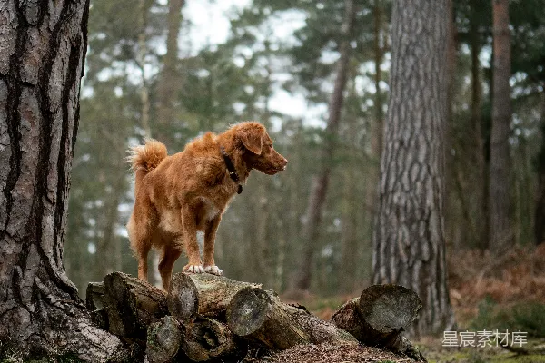 高清摄影 金毛寻回犬站在一堆木头上