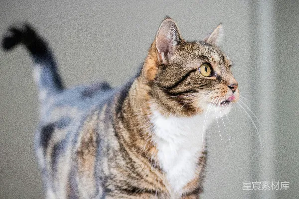 高清摄影 棕白相间的猫在蓝色织物上