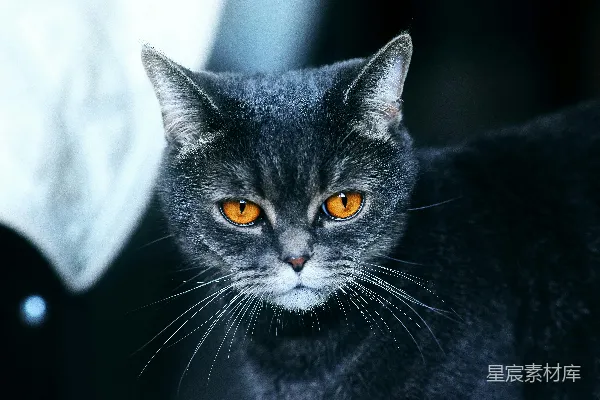 高清摄影 白底黑猫