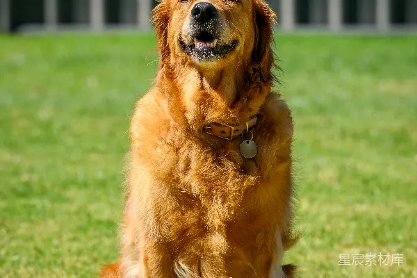高清摄影 一只金毛寻回犬坐在草地上