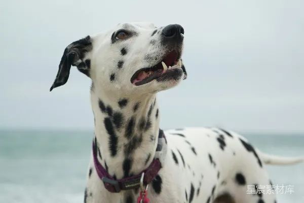 高清摄影 一只成年达尔马提亚犬正看向右侧。