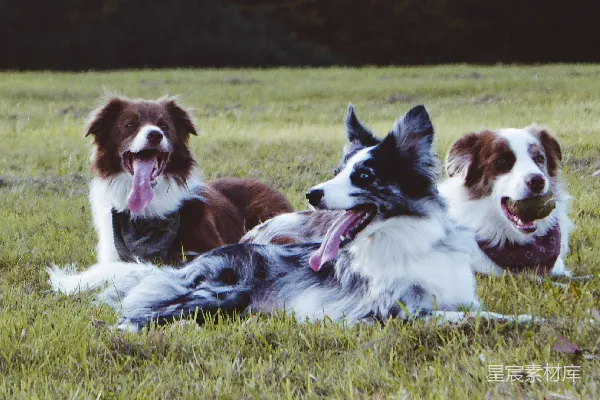 高清摄影 3只柯利牧羊犬躺在绿色的草地上