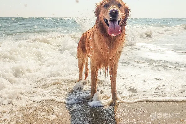 高清摄影 金毛寻回犬在白天的海滩岸边