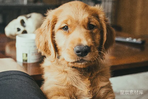 高清摄影 金毛猎犬幼犬趴在某人的腿上