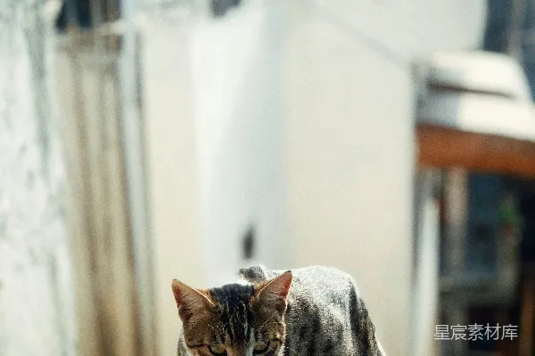 高清摄影 一只猫站在水泥墙上