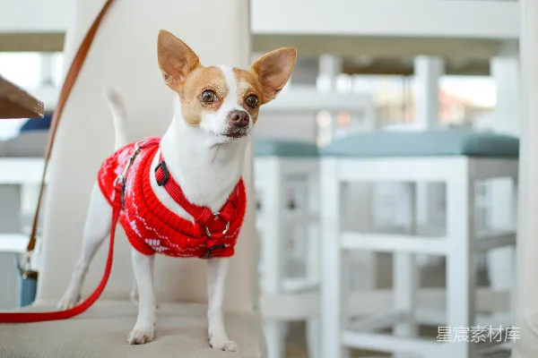 高清摄影 一只穿着红色衣服的成年白色吉娃娃犬