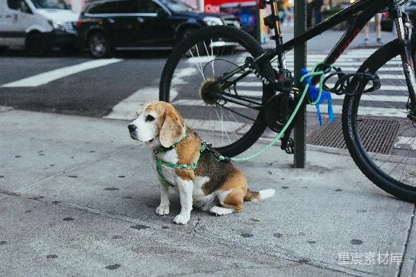 高清摄影 棕色和白色的小比格犬被绑在街道旁边的自行车上。