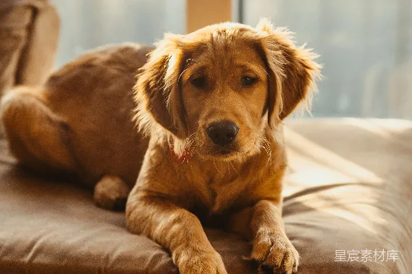 高清摄影 金毛猎犬幼犬躺在棕色木制地板上