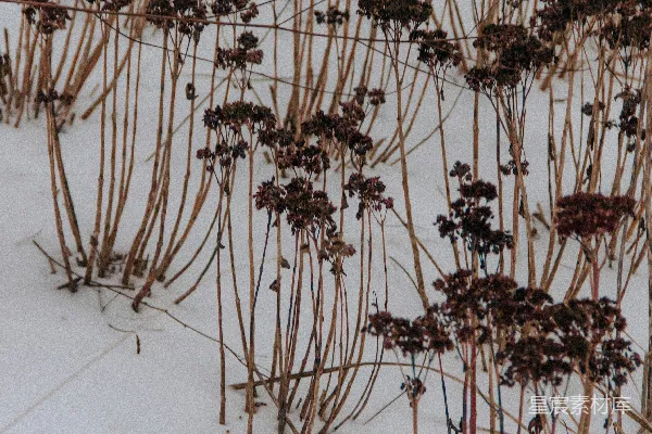 高清摄影 白天雪地上的棕色斑块