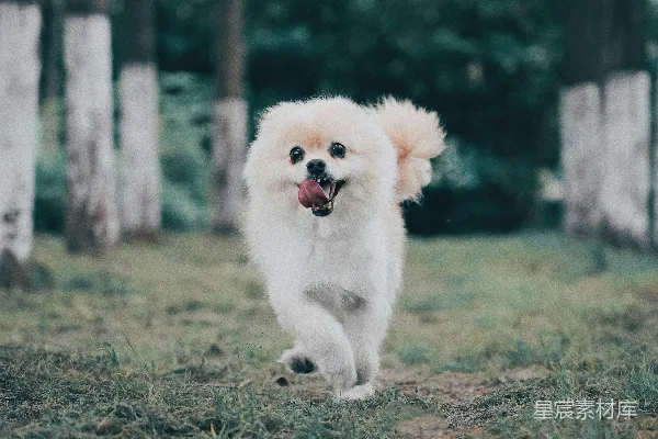 高清摄影 白色波美拉尼亚犬在绿地上奔跑