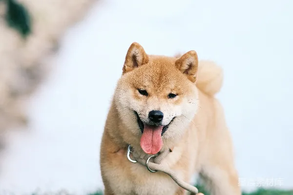 高清摄影 一条系着绳子的狗在草地上