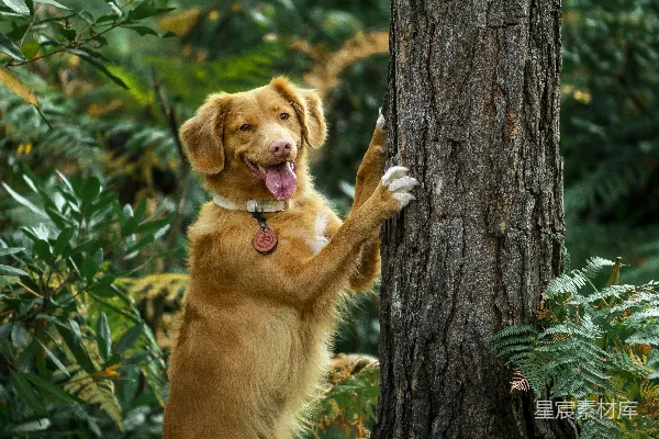 高清摄影 金毛猎犬躺在白天的绿色草地上，身旁是棕色的树干。