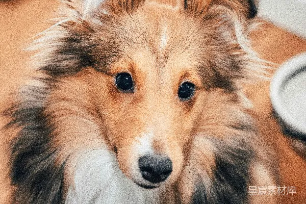 高清摄影 近距离摄影黑色和棕色粗糙柯利犬
