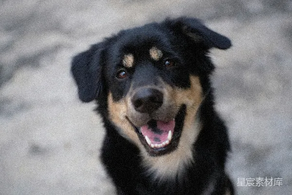 高清摄影 白天，雪地上的黑白相间短毛中型犬