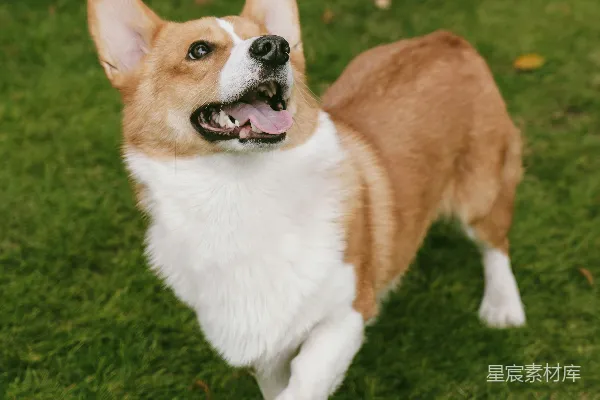 高清摄影 一只柯基犬站在户外的绿草上。