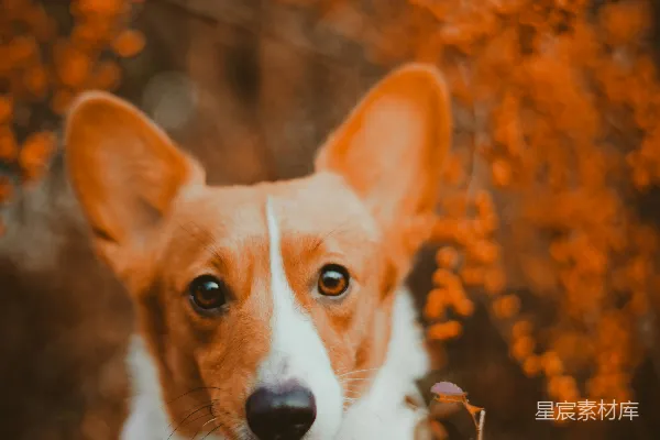 高清摄影 白色和棕色的柯基犬