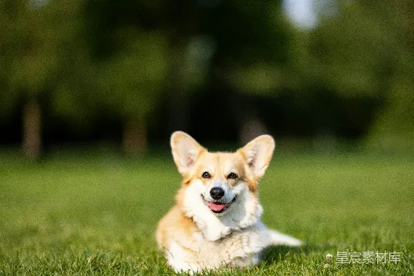 高清摄影 一只快乐的小猎犬在草地上微笑。