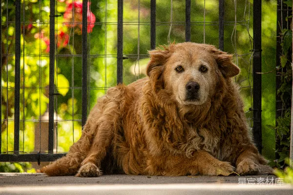 高清摄影 金毛猎犬幼犬躺在白色的桌子上