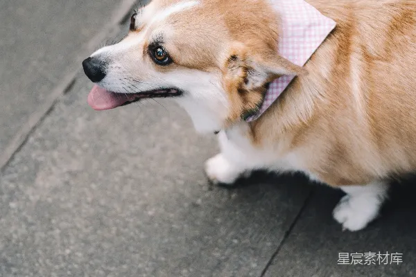 高清摄影 成年彭布罗克威尔士柯基犬