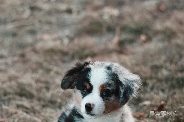 高清摄影 蓝眼睛的澳大利亚牧羊犬幼崽在绿草地上拍摄的特写照片