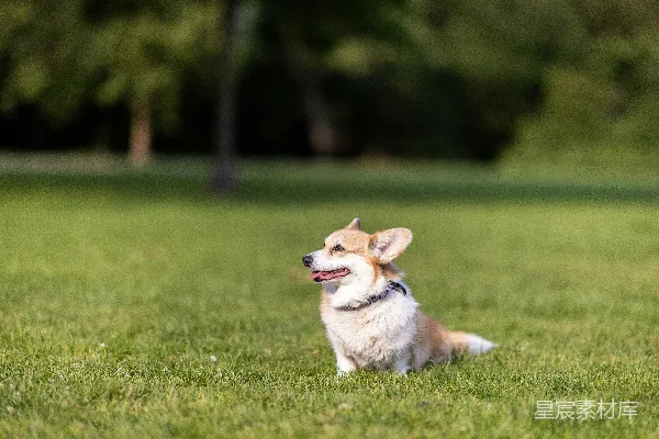 高清摄影 一只可爱的柯基犬开心地坐在绿草上。