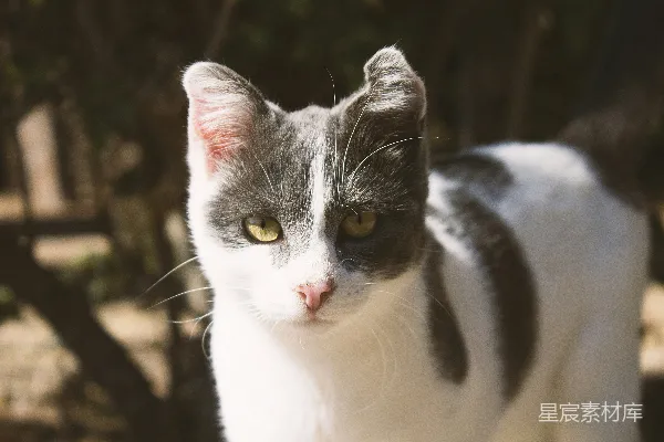高清摄影 一只灰白相间的猫站在一棵树前