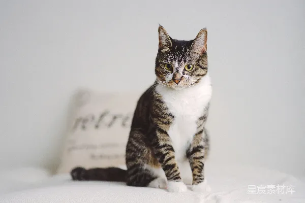 高清摄影 一只猫坐在床上，旁边有一个枕头。