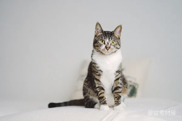 高清摄影 一只猫坐在床头枕边的床上。