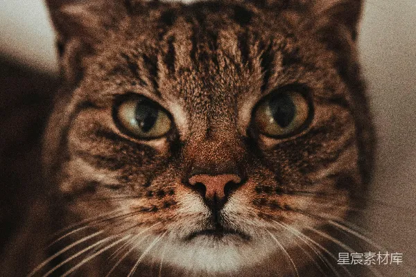 高清摄影 一只猫看着相机
