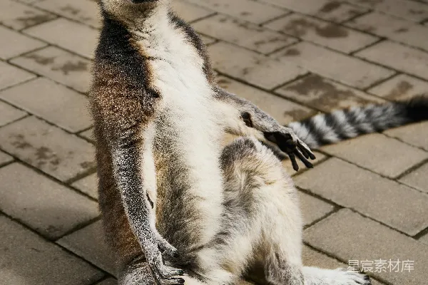 高清摄影 一只红眼睛的环尾狐猴坐在人行道上。