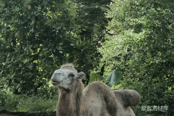 高清摄影 骆驼在地上休息，树木在它的后面。