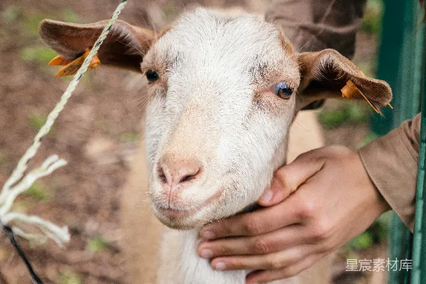 高清摄影 一个人在田地里牵着一只山羊。