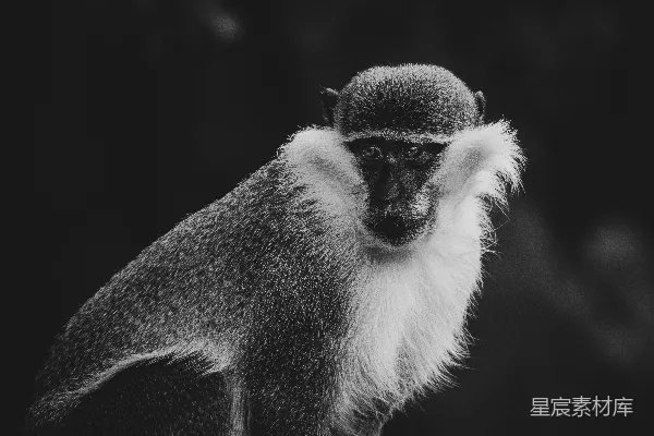 高清摄影 一只戴着白色围巾的猴子正向前坐着。