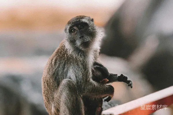 高清摄影 在扶手上的一只猴子