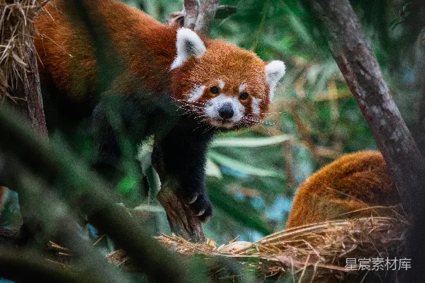 高清摄影 一只在树上的红熊猫