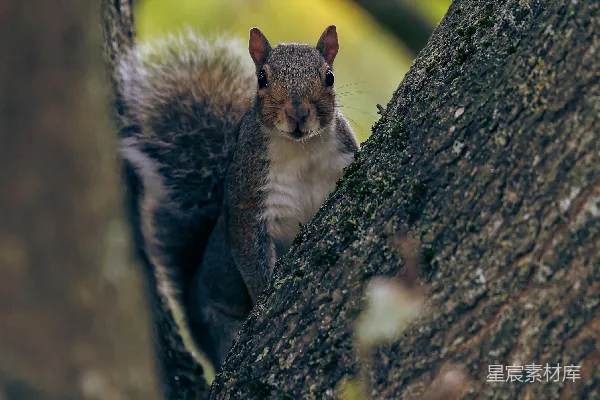 高清摄影 一只松鼠坐在树上，看着镜头。