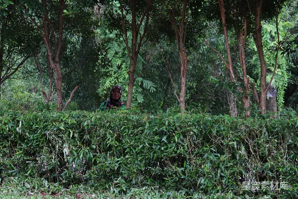 高清摄影 一个女人在郁郁葱葱的绿色森林中行走